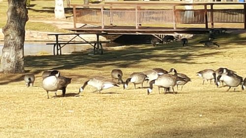 Flock of birds on grass