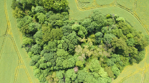 High angle view of plants growing on field