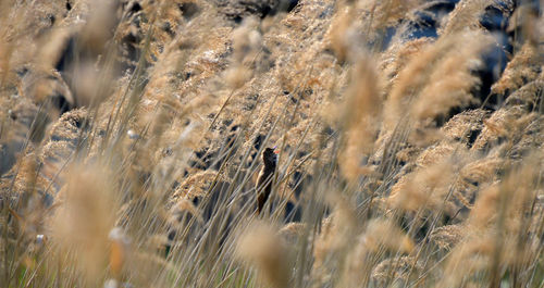 Bird singing in floating plants