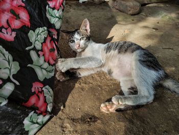 High angle portrait of cat relaxing outdoors