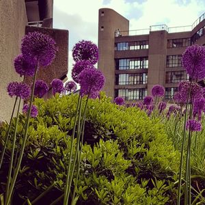 Purple flowers blooming in garden