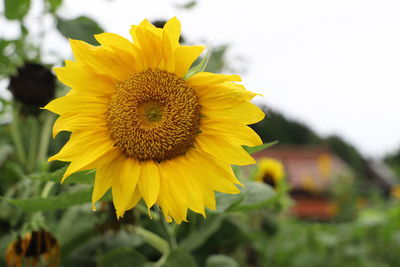 Close-up of yellow sunflower