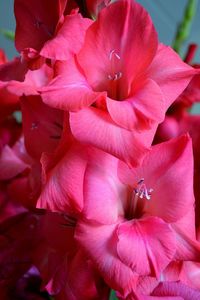 Close-up of pink flowers blooming outdoors