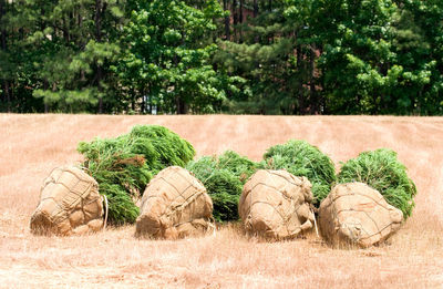 Hay bales on field