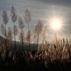 Reeds growing on field against sky during sunset