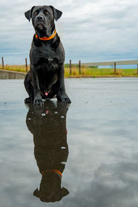 Dog waterreflection