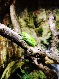 Close-up of lizard on tree branch in forest