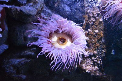 Close-up of purple flower