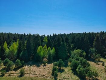 Scenic view of forest against blue sky