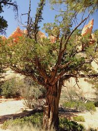 Trees growing against sky