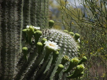 Close-up of a flower