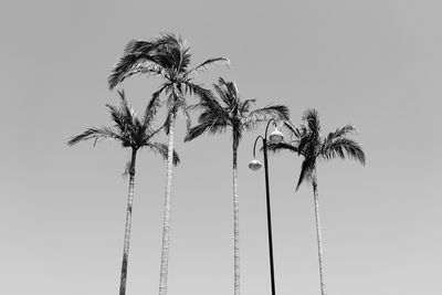 Low angle view of coconut palm tree against clear sky