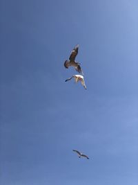 Low angle view of seagull flying in sky