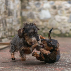 Close-up of a dog