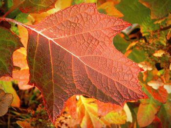 Close-up of autumn leaf