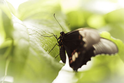 Close-up of butterfly on leaf