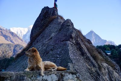 View of sheep sitting on rock against sky