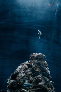 Lonely fish in aquarium of genoa
