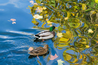 High angle view of ducks swimming in lake