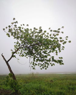 Tree on field against clear sky