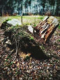 Trees on field in forest