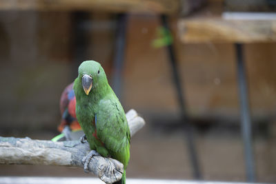 Close-up of parrot perching on branch