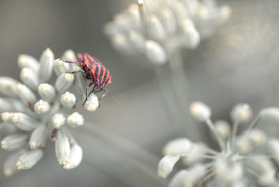 Close-up of insect on flower