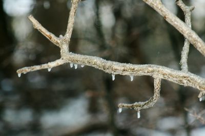 Close-up of frozen rope