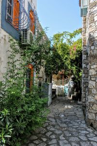 Walkway amidst plants