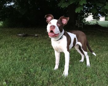 Portrait of dog on grassy field