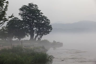 Trees in foggy weather