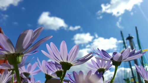 Flowers against blue sky and clouds