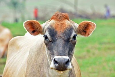 Close-up of cow on field