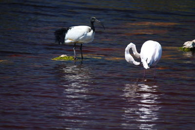 View of birds in lake