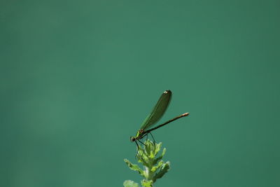 green