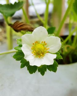 Close-up of white flowers