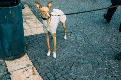 High angle view of dog standing on street