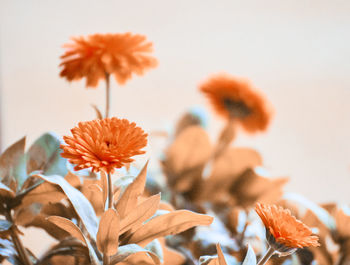 Close-up of orange flowering plant against sky