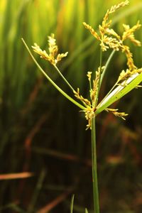 Close-up of crop growing on field