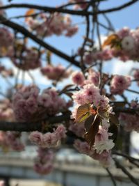 Close-up of pink cherry blossoms in spring