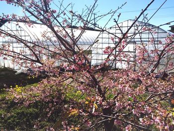 Low angle view of cherry tree against sky