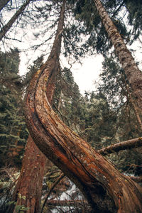 Close-up of tree trunk in forest