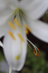 Close-up of white flowers blooming outdoors