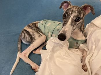 Dog relaxing on bed