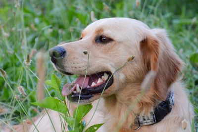Close-up of dog in grass