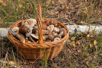 High angle view of mushrooms in basket on field