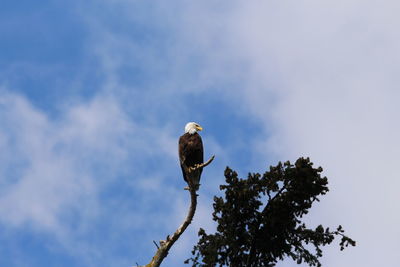 Low angle view of bald eagle perching on branch against sky