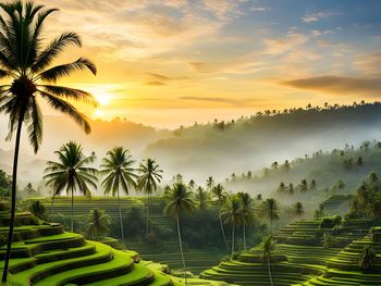 Palm trees against sky during sunset