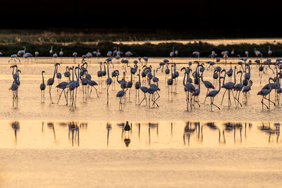 Flamingos in lake