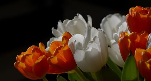 Close-up of flowers against black background
